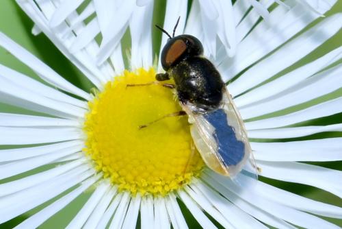 Réf. 206 159 : Oplodontha viridula
